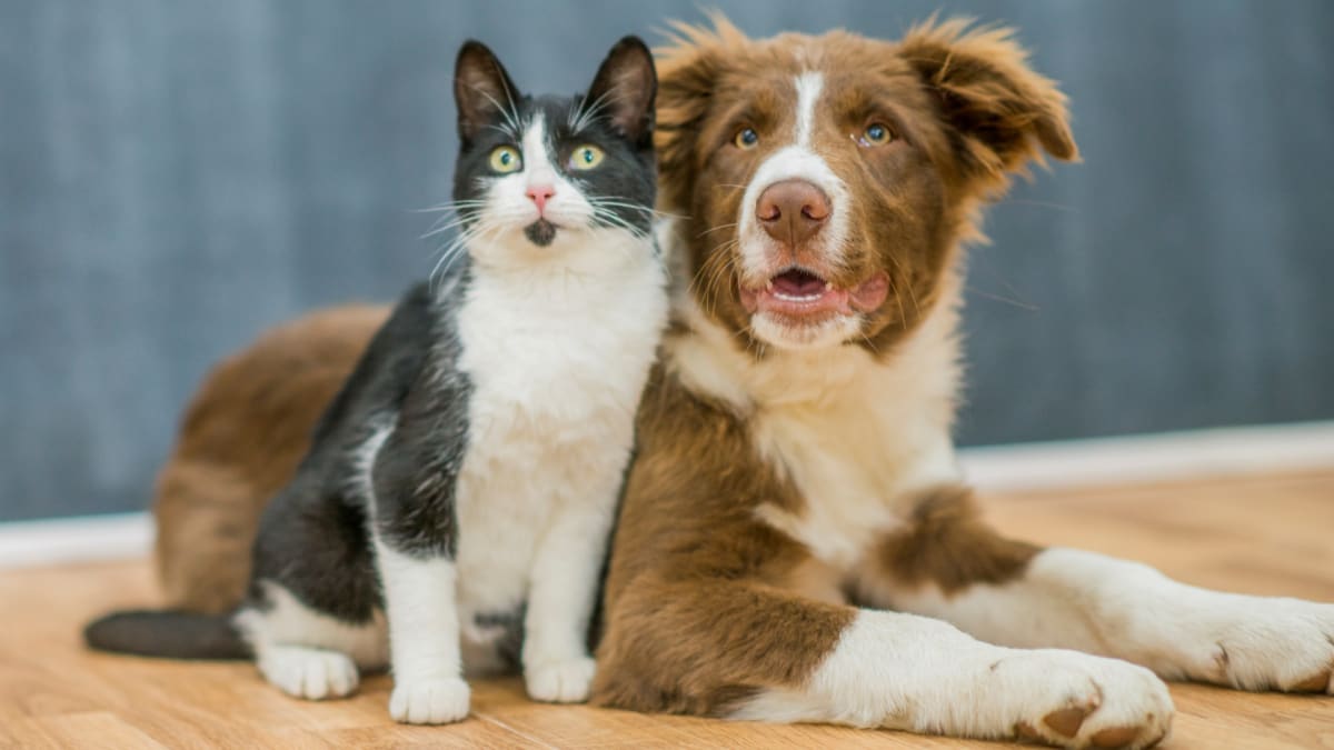 Kočka a pes