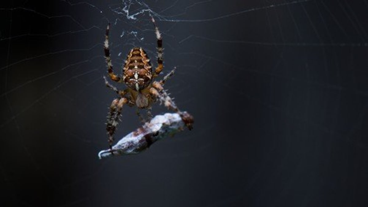 Svou síť mohou pavouci bez problémů recyklovat