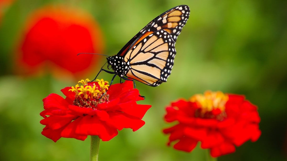 Monarcha stěhovavý na květině
