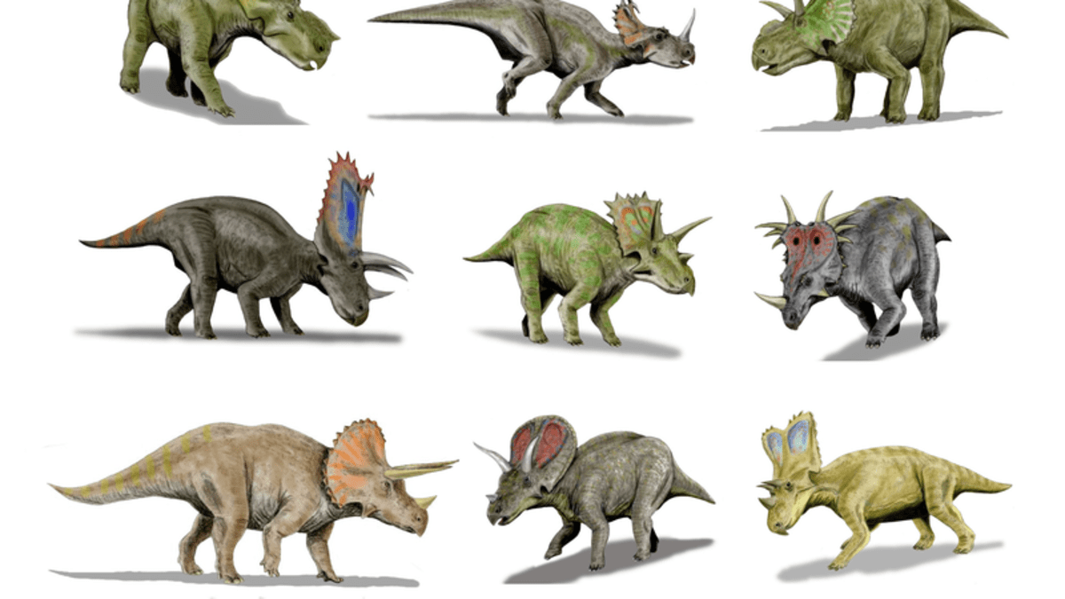 Rohatí dinosauři ze skupiny Ceratopsidae