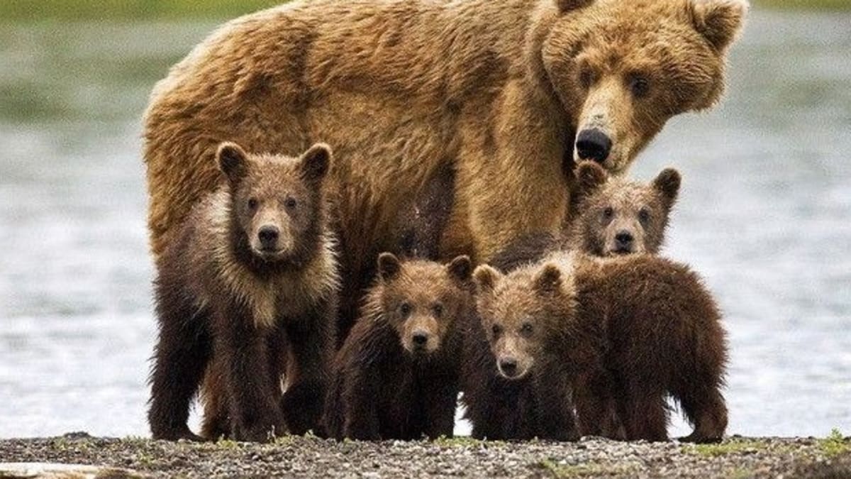 Jedna medvědí rodina