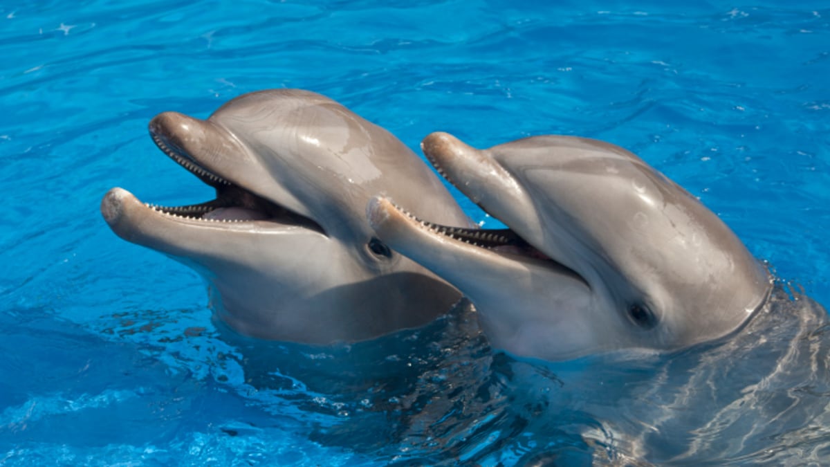 Usměvaví delfíni