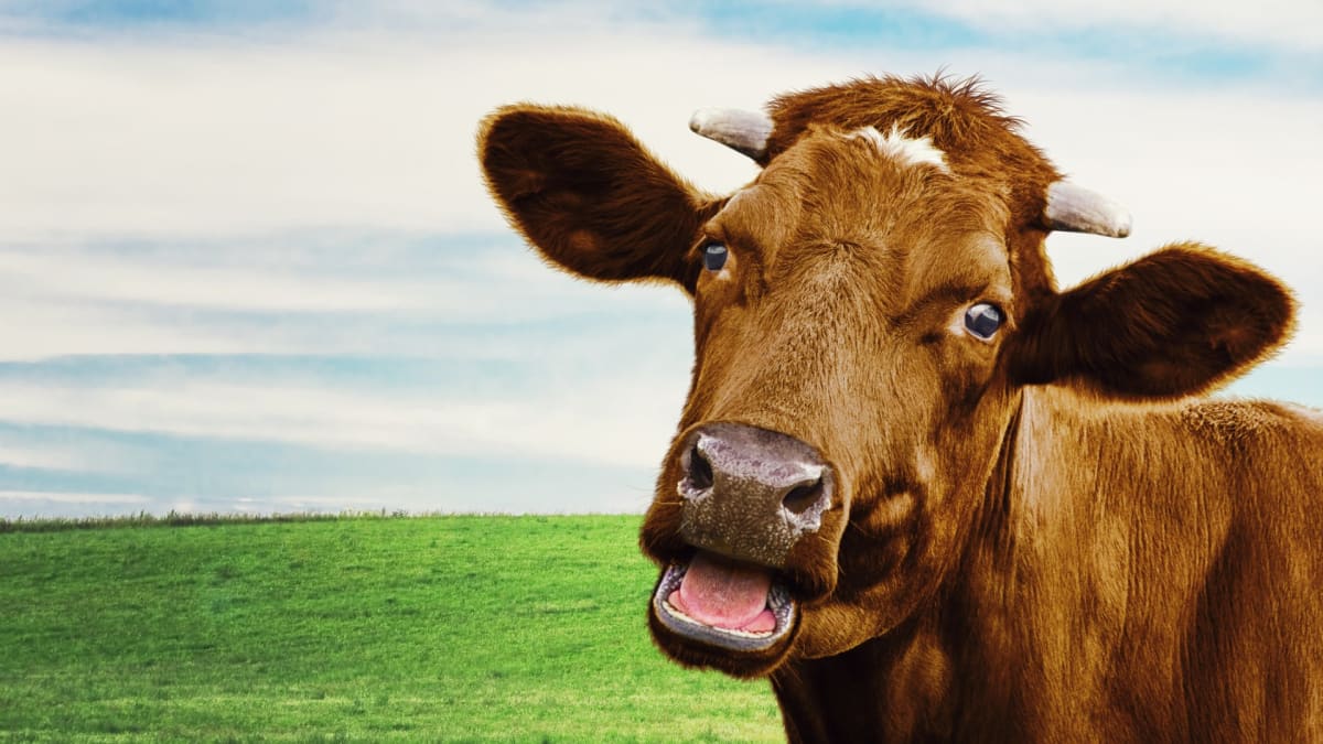 Krávy jsou opravdu inteligentní a citlivé.
