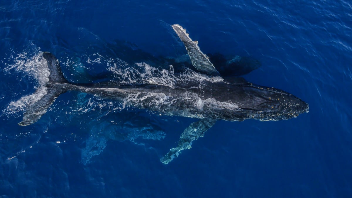 Zaříkávačka velryb - keporkak