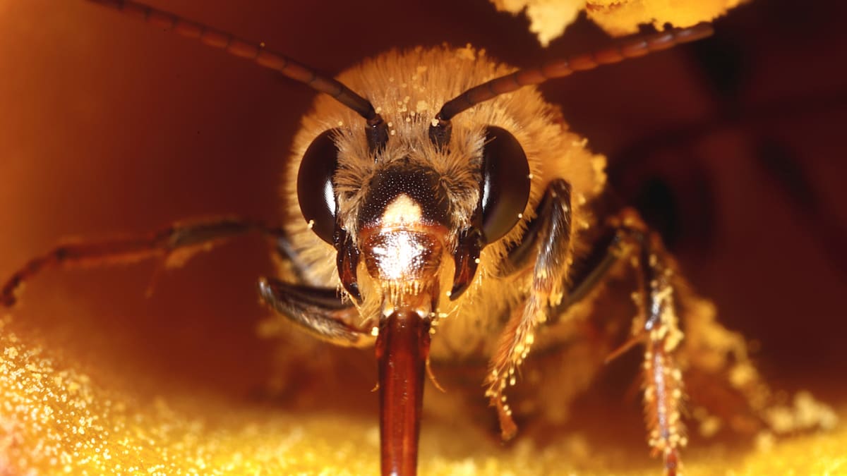 Sebeklonování včel může ohrozit celou jejich kolonii