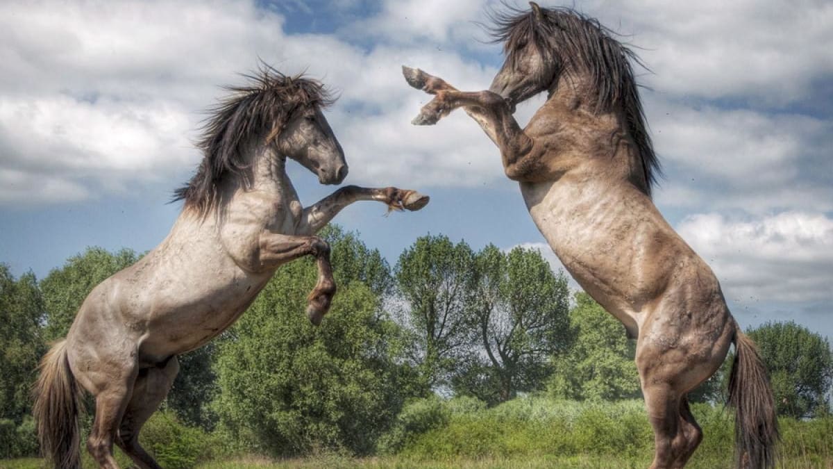 Divocí koně v Holandsku