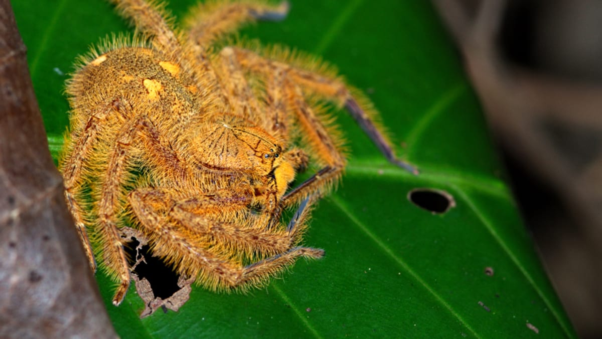 Pavouk Heteropoda davidbowie 