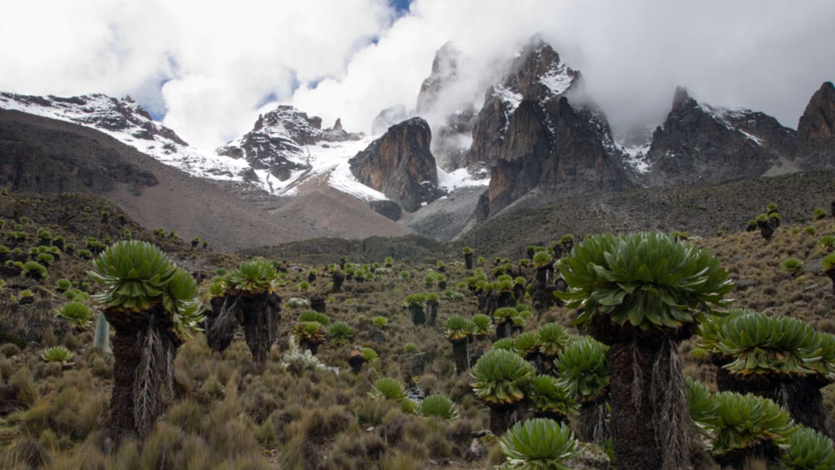 Mt. Kenya - treky