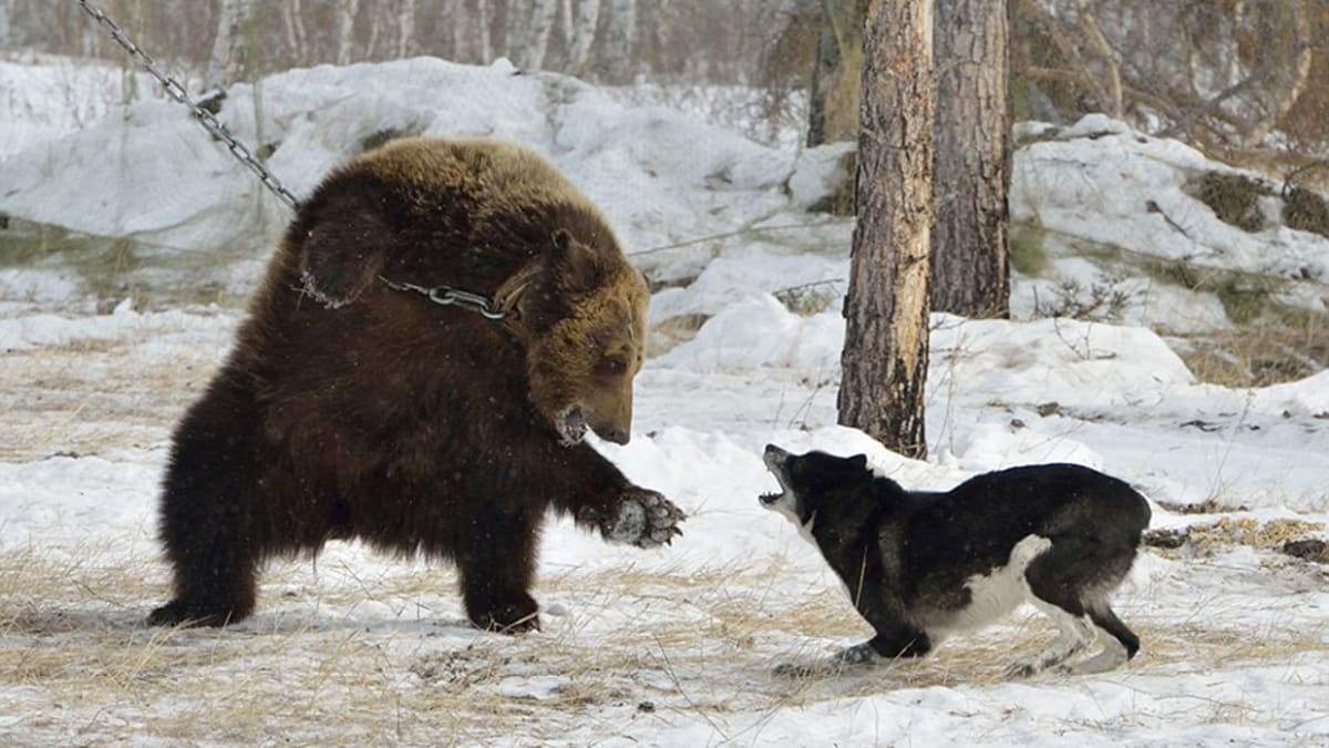 Ilegální trápení medvědů v Rusku - Obrázek 7