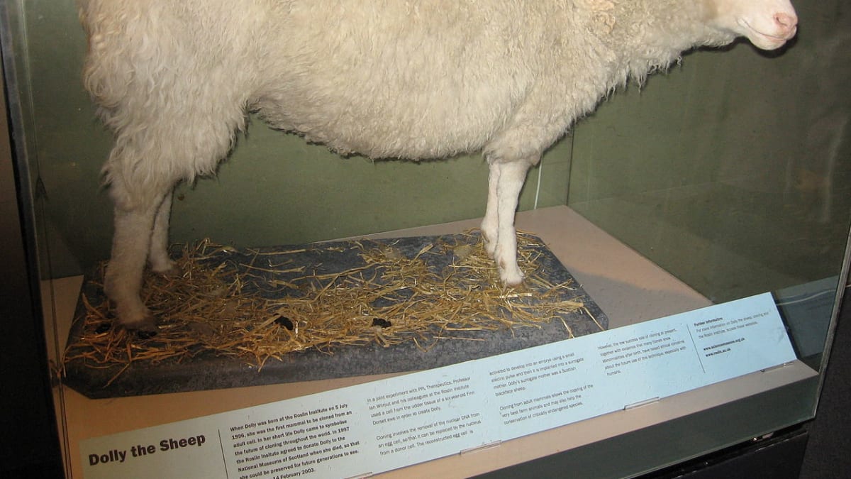 klonovaná ovce Dolly