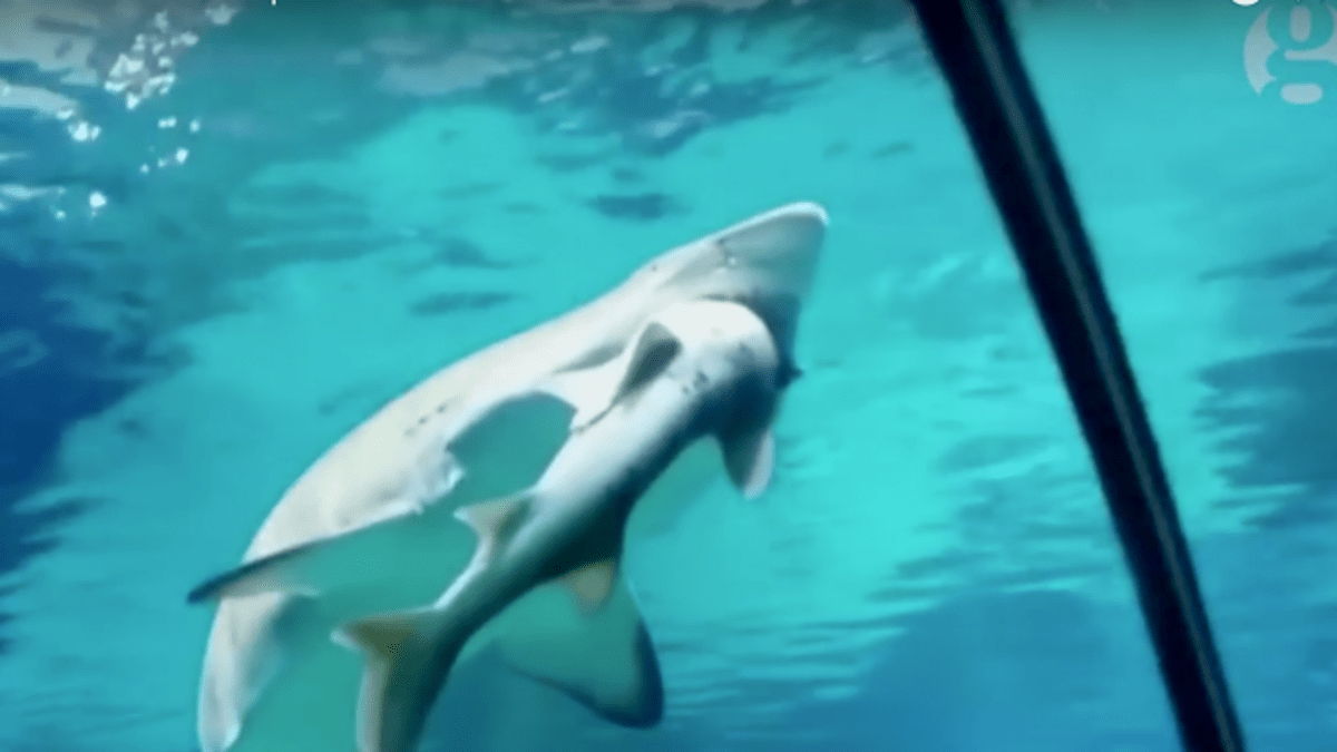 Žralok s žralokem v tlamě