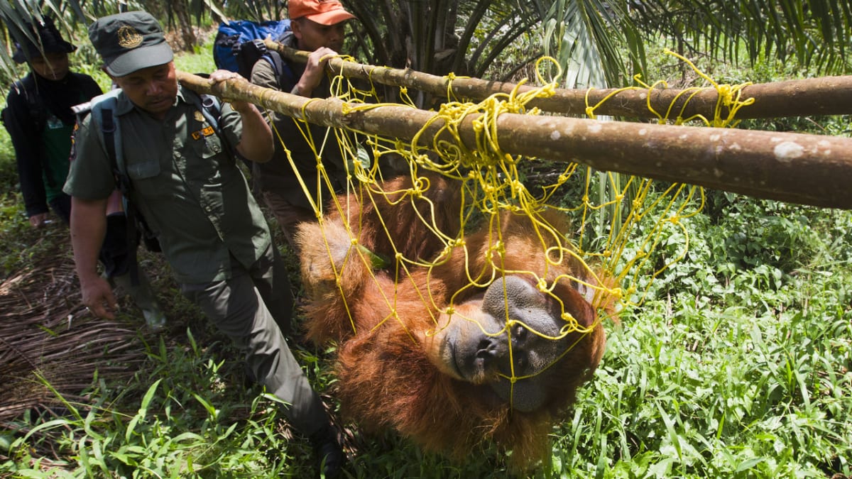 Zachráněný orangutan