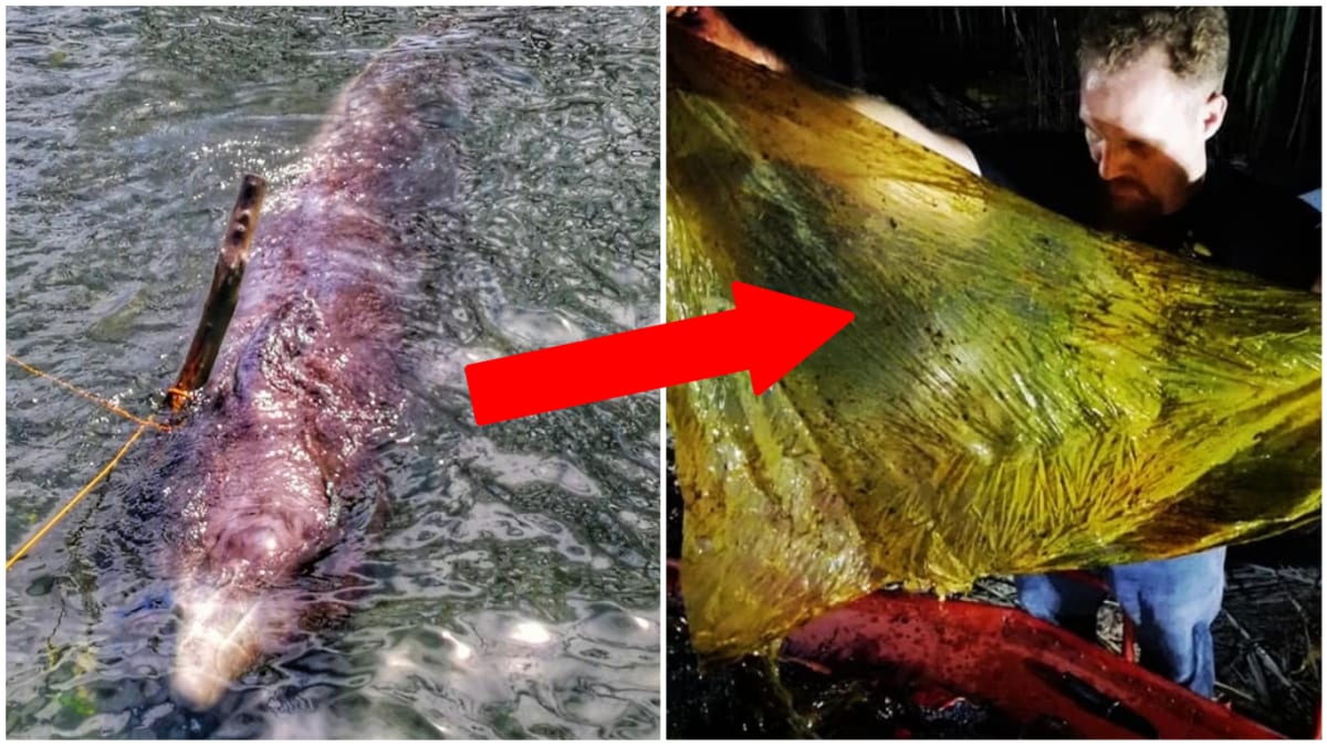 Mrtvá velryba měla v žaludku 40 kg plastů 14
