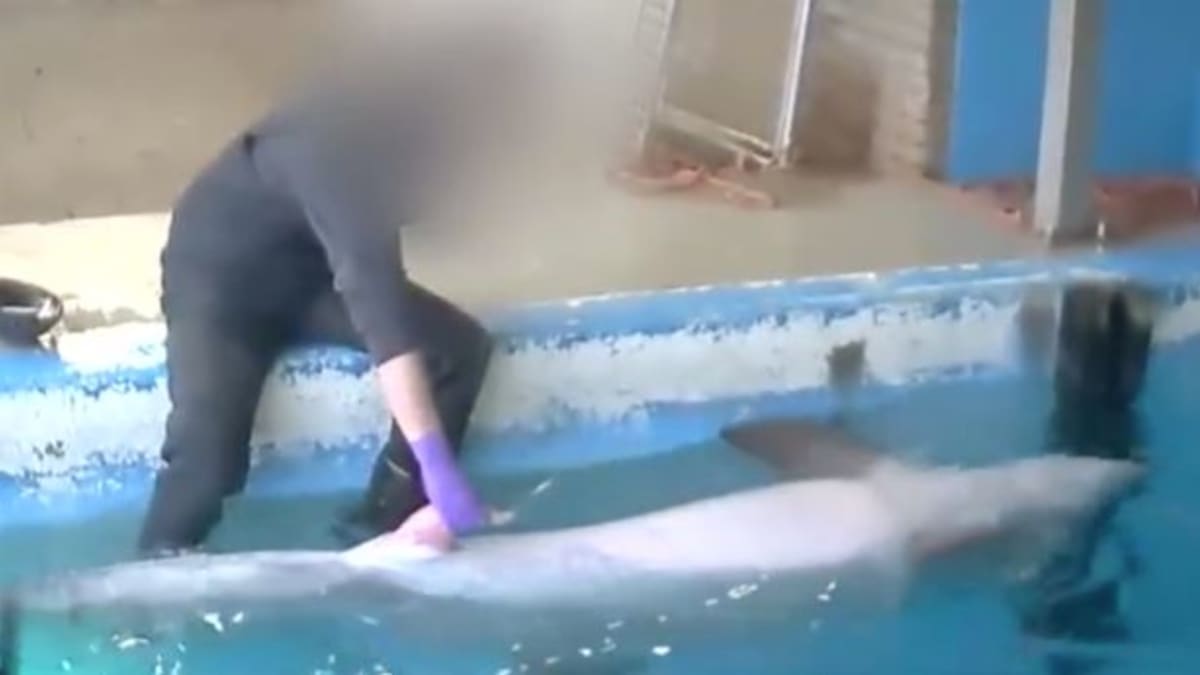 Zneužití delfína?