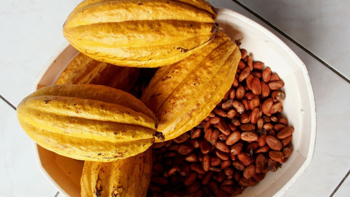 Plody kakaovníku pravého