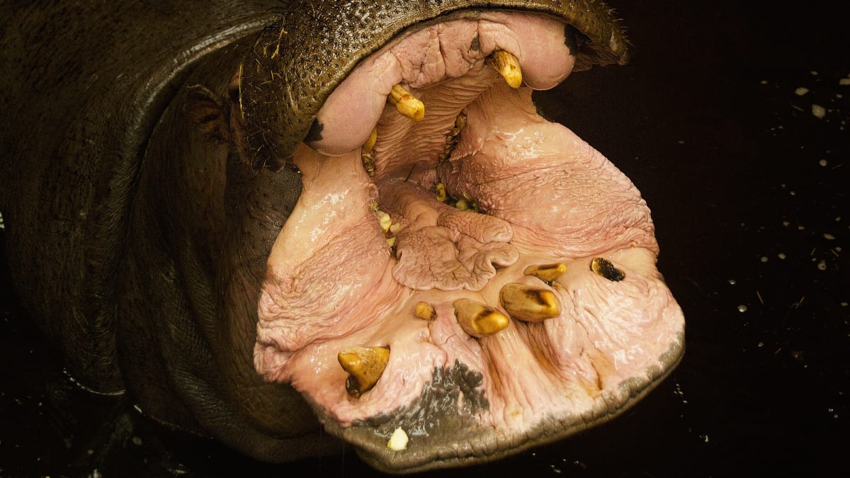 Hroch obojživelný - tvor, kterého do Kolumbie přivezl narkobaron Escobar