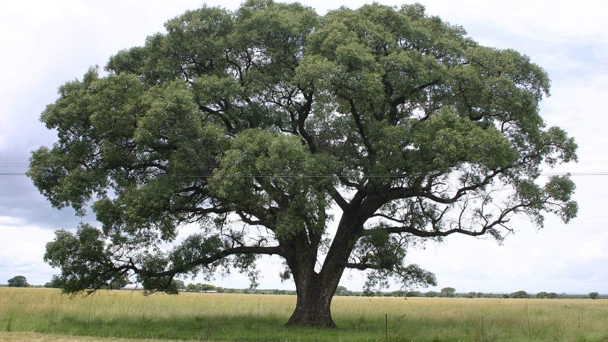 Sclerocarya - strom, jehož plody "opíjejí" slony