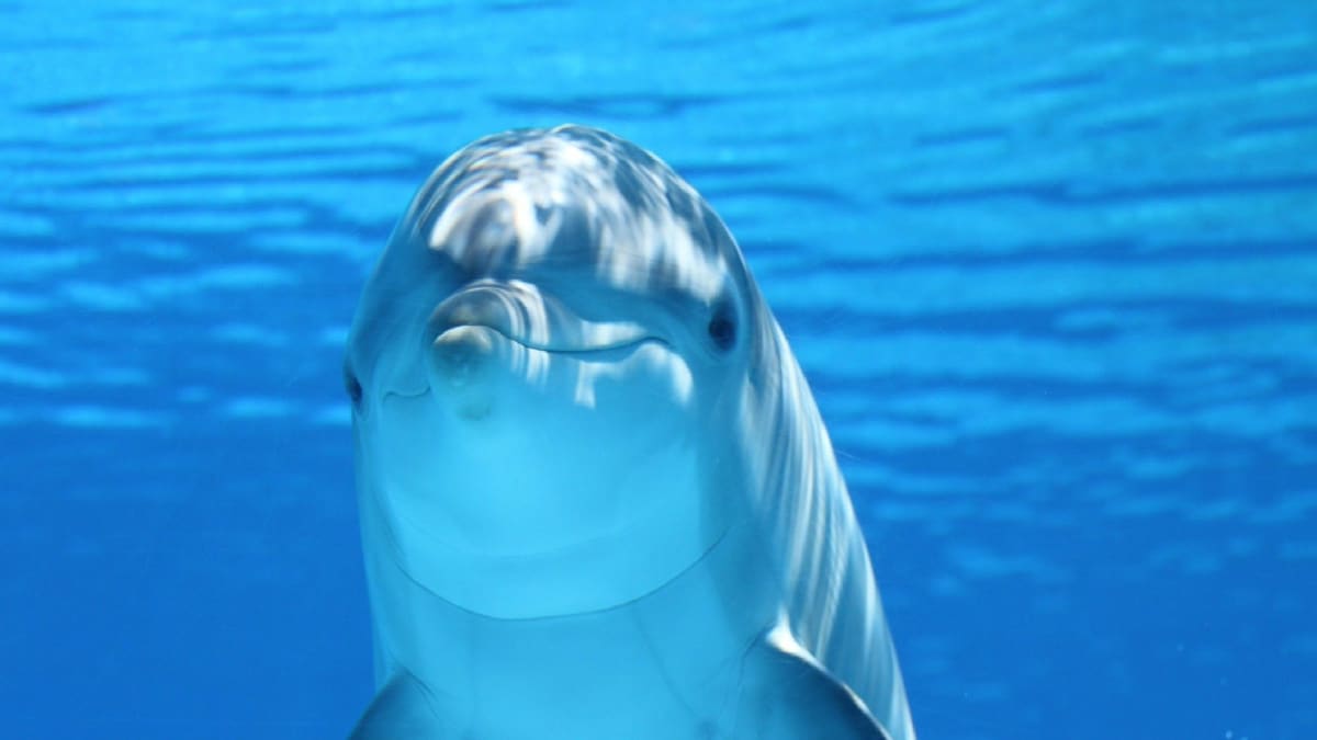 Víte, že delfíni jsou praváci?