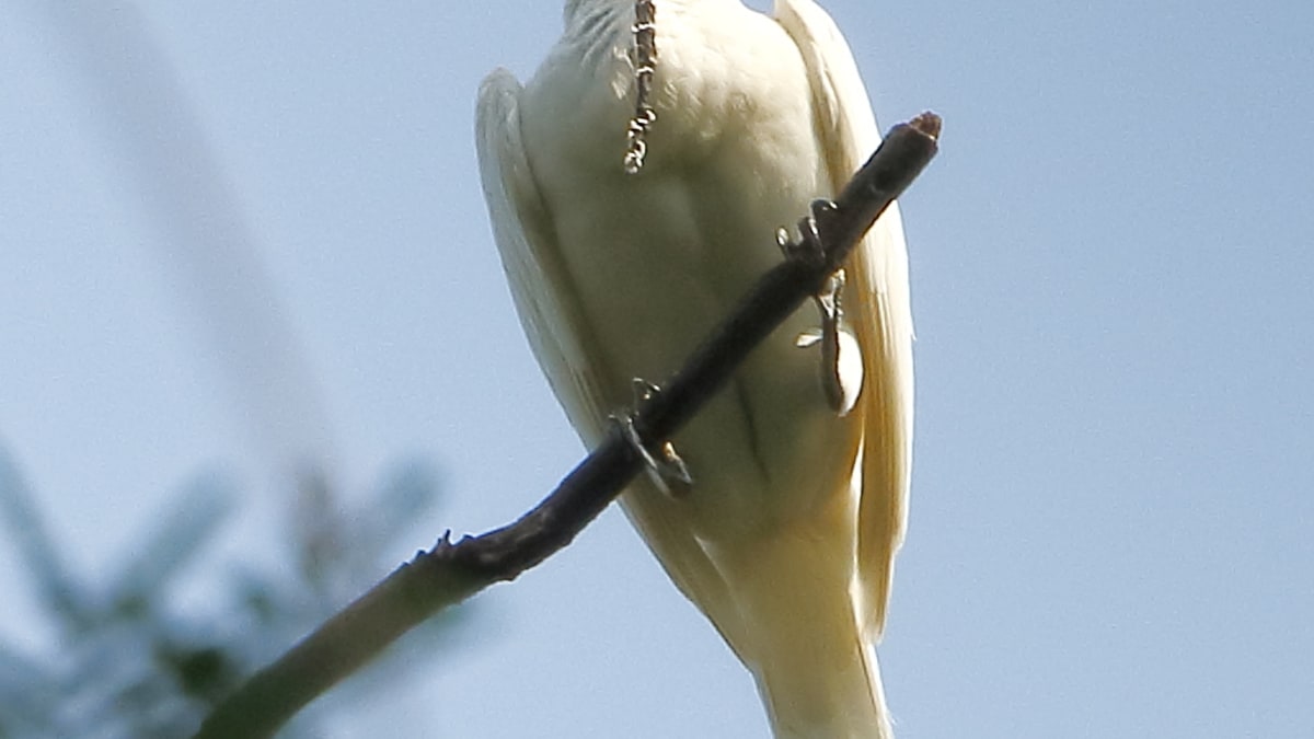 Zvonovec bílý (Procnias_albus), samec