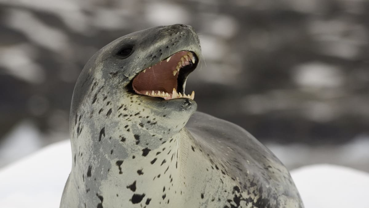 Tuleň leopardí je obávaný predátor