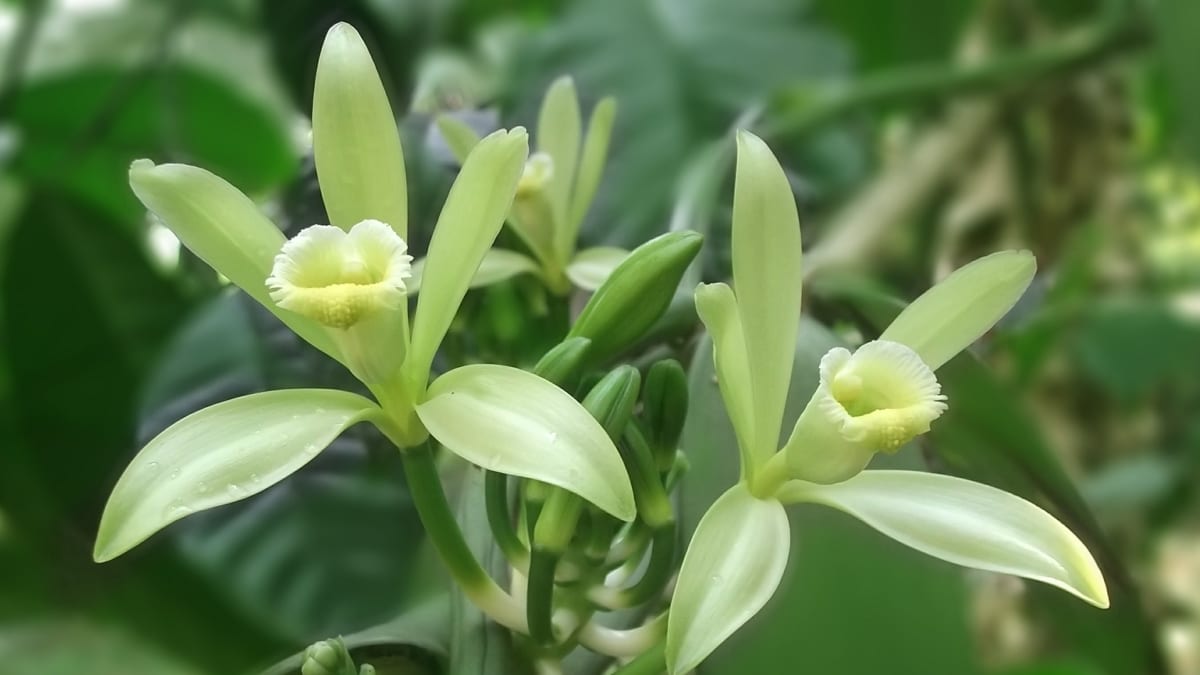 Kvetoucí vanilkovník