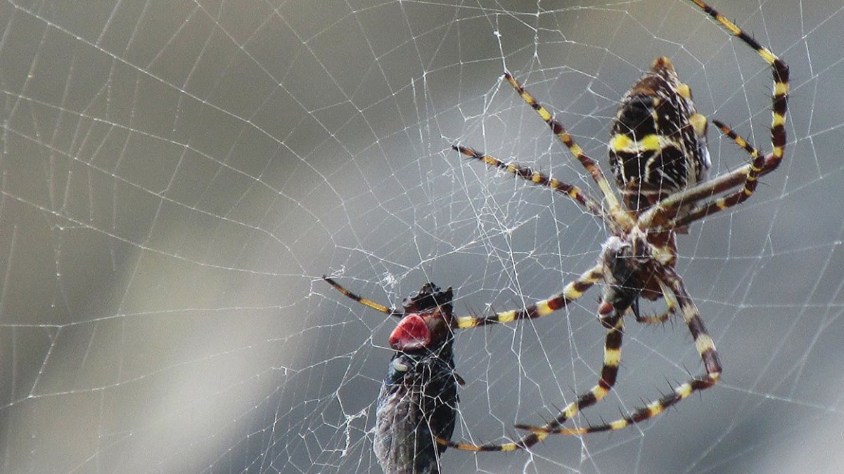 Pavoučí síť i s kořistí
