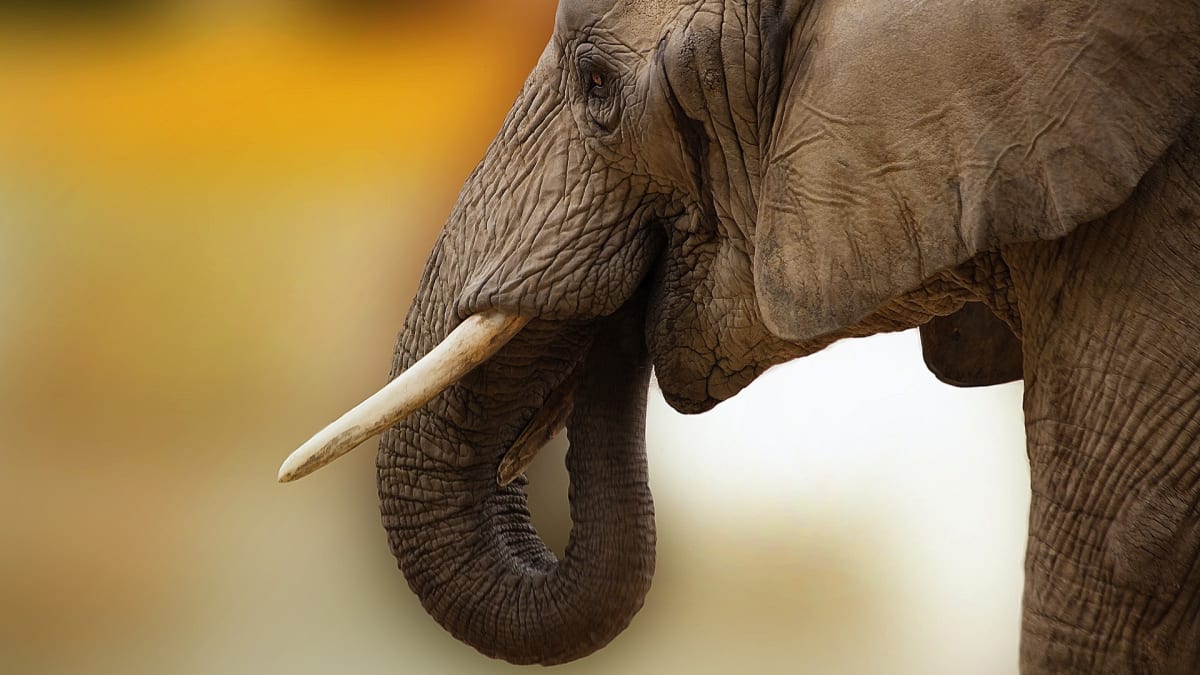 Slon - největší savec Afriky