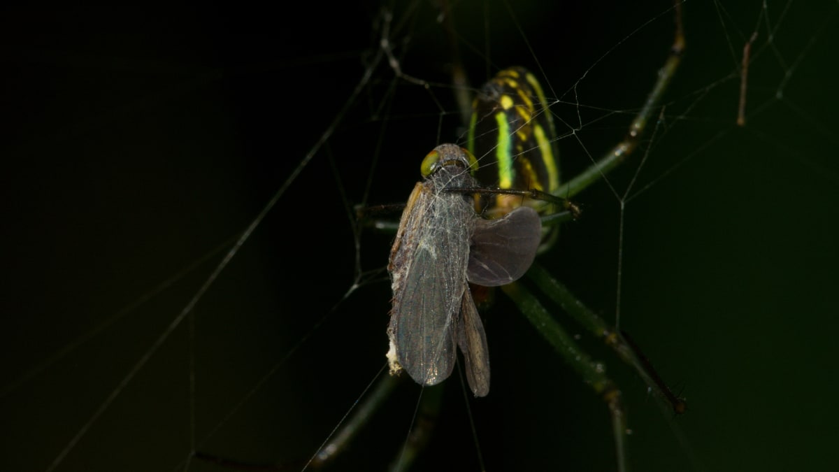 Pavouk rodu Nephila se svou kořistí v malajské Tanah Rata