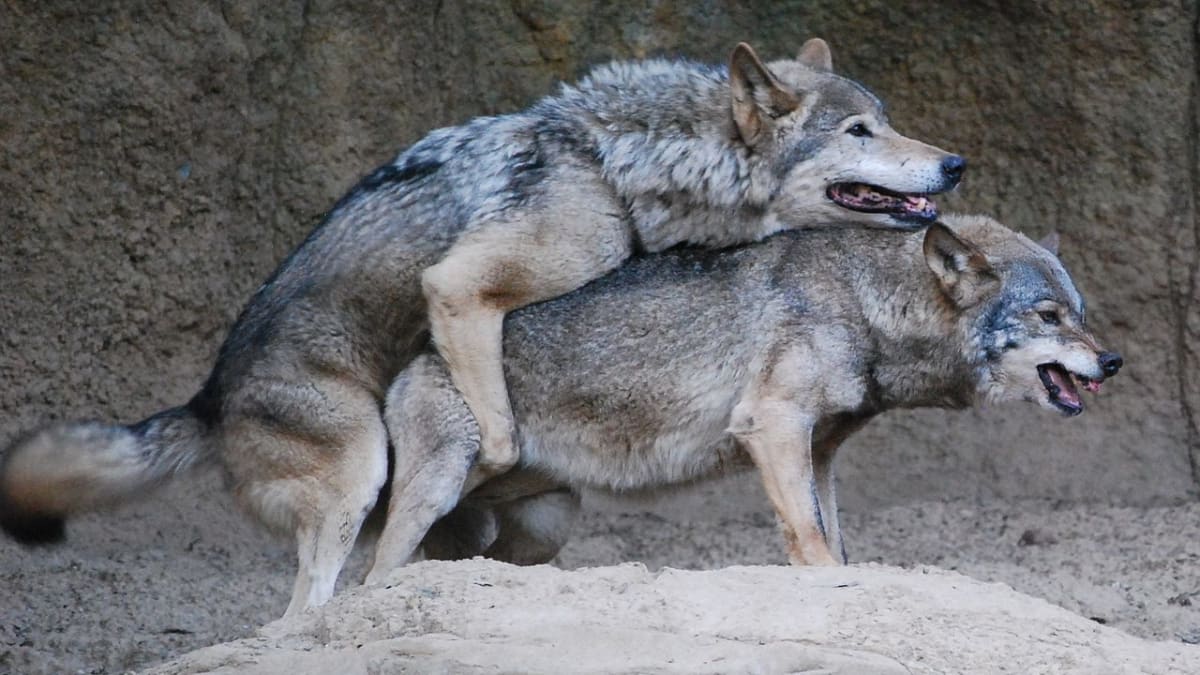 Páření vlků