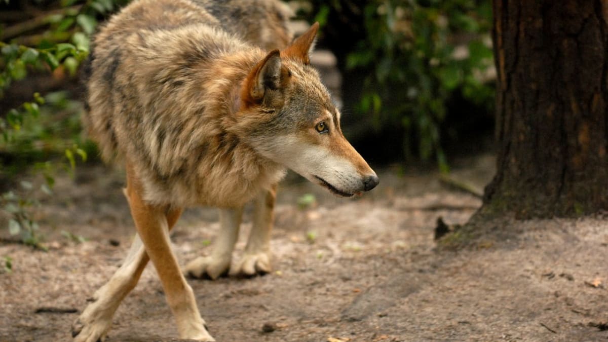 vlk - opatrný nebo nelítostný lovec?