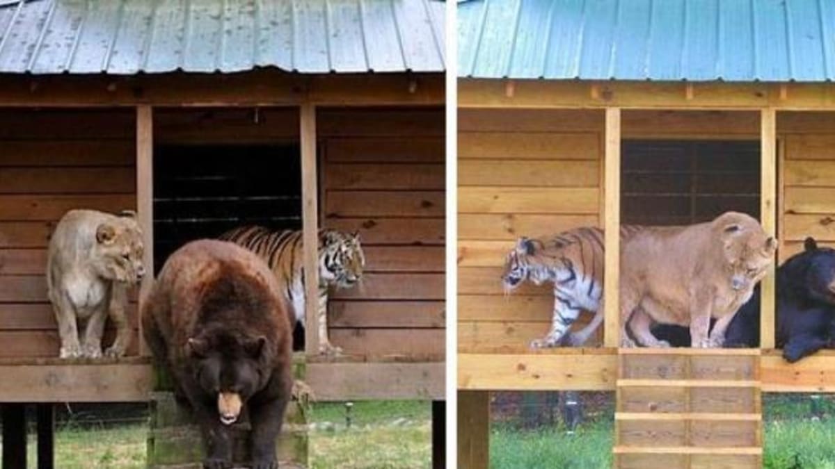 Balú americký černý medvěd, Leo africký lev a Šér Chán tygr bengálský se narodili na počátku roku 2001
