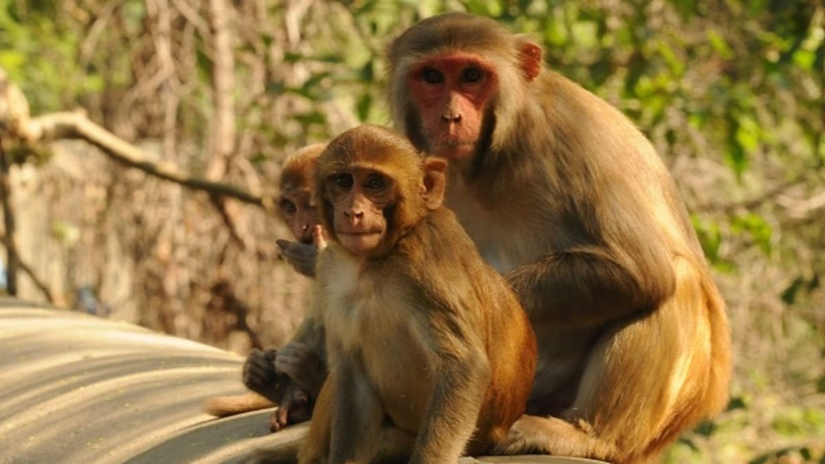 Rodina makaků