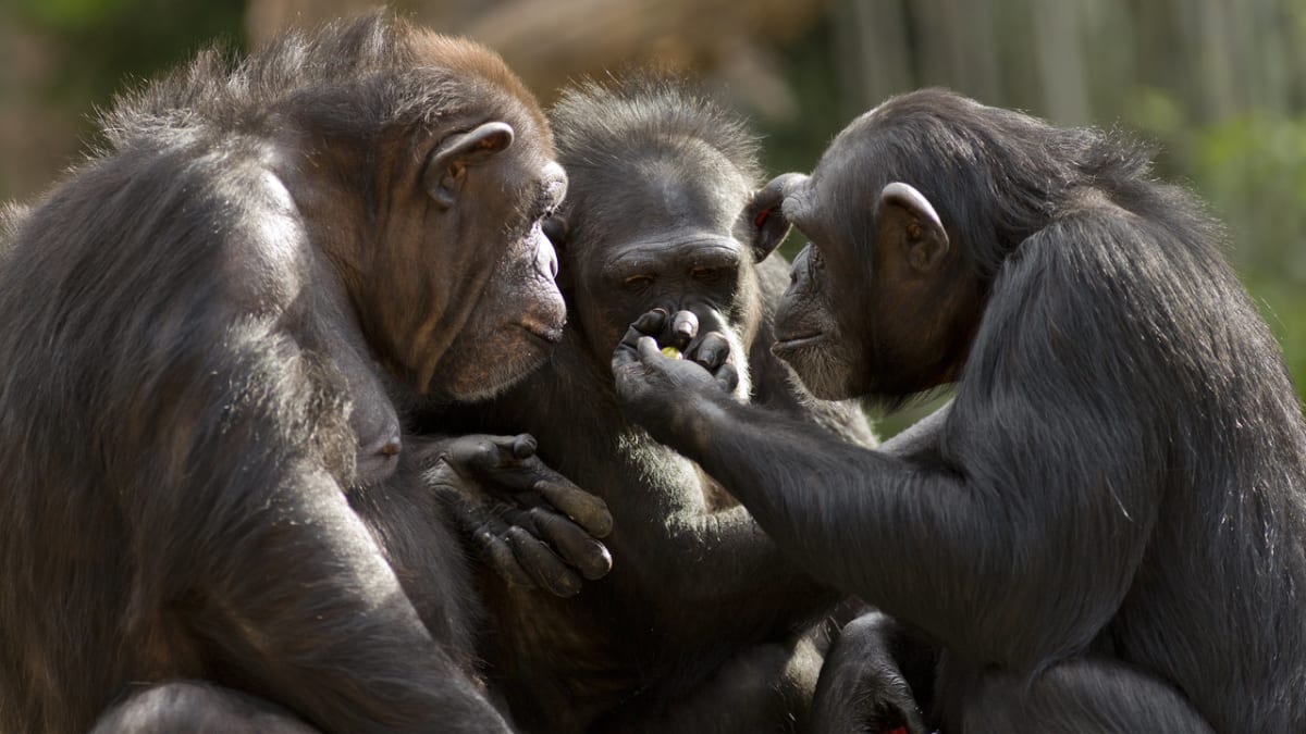 Šimpanzí sněm