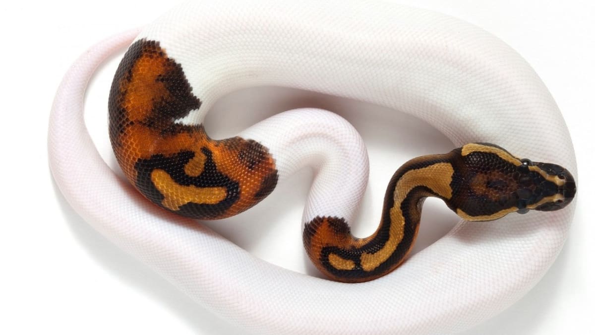 Podivně barevný had