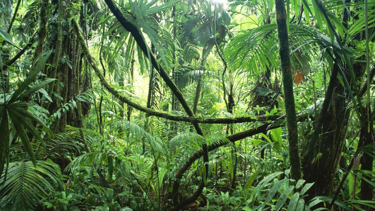 Džungle v Kongu