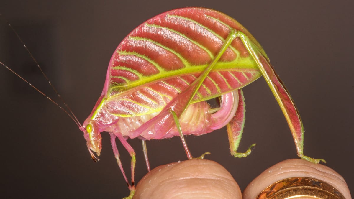 kobylka druhu Eulophophyllum kirki