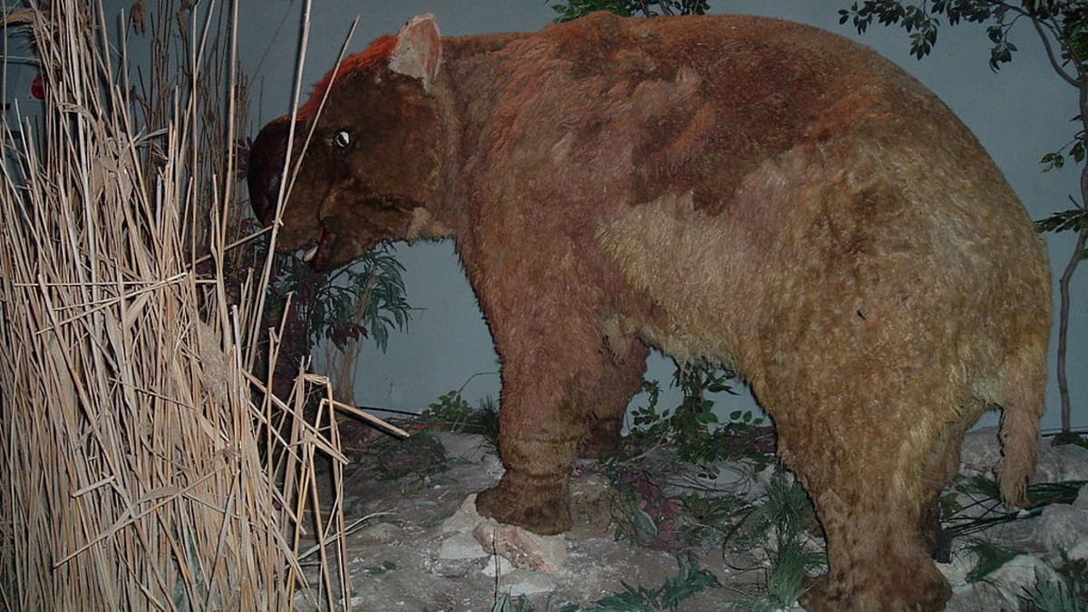 Člověkem vyhubený Diprotodon