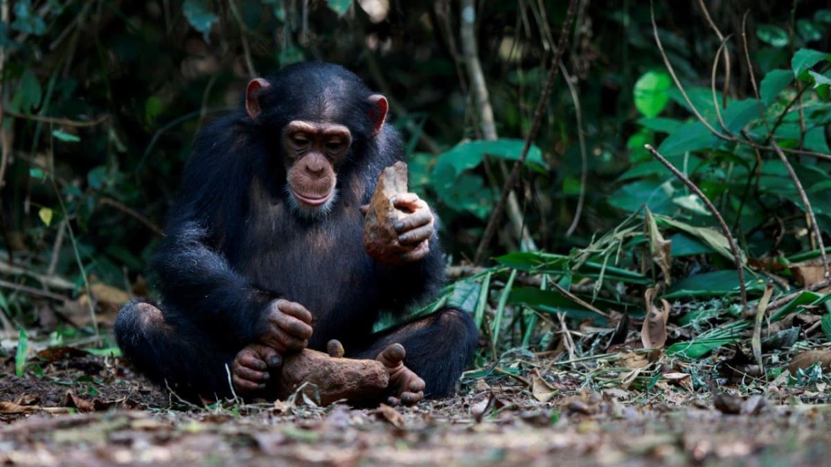 opičí revoluce - šimpanz