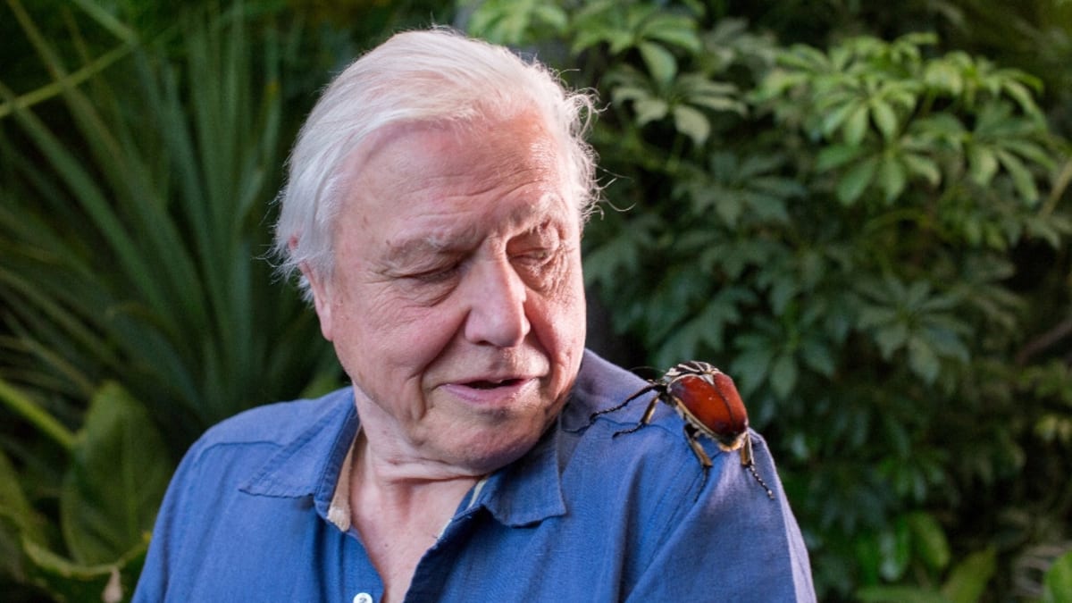 David Attenborough: Mikro monstra