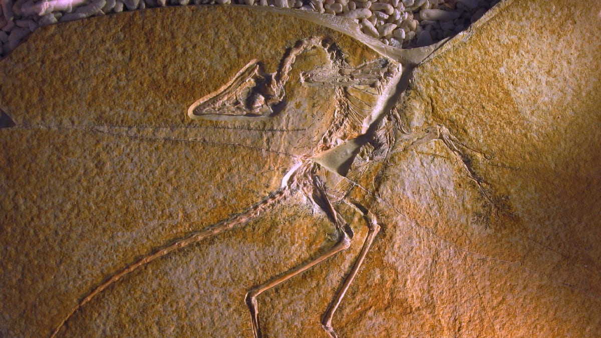 Kostra archeopteryxe