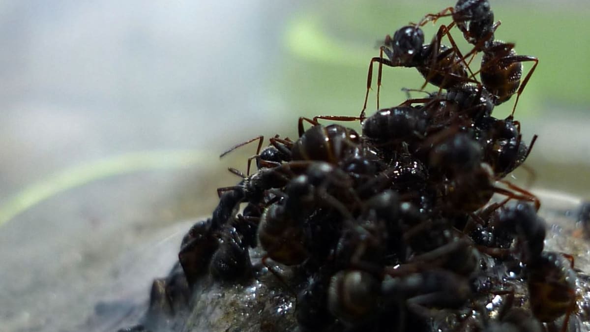 Mravenčí vor