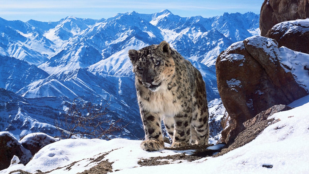 Autoři dokumentu Zázračná planeta II dokázali nafilmovat i vzácného levharta sněžného
