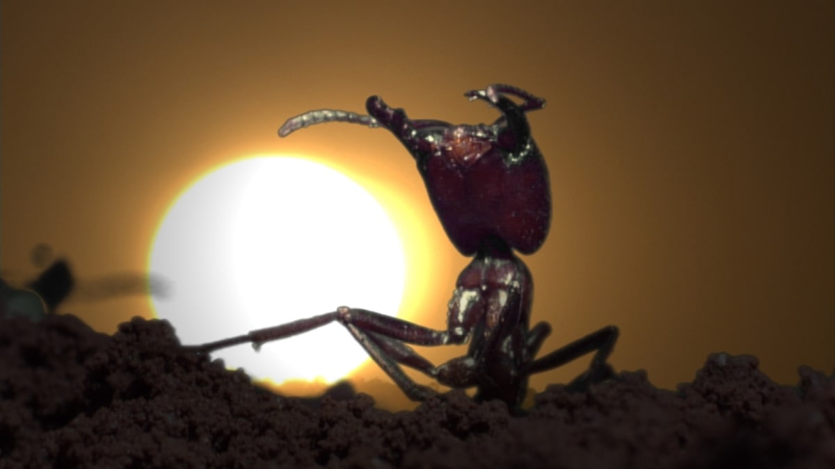 Mravenci útočí