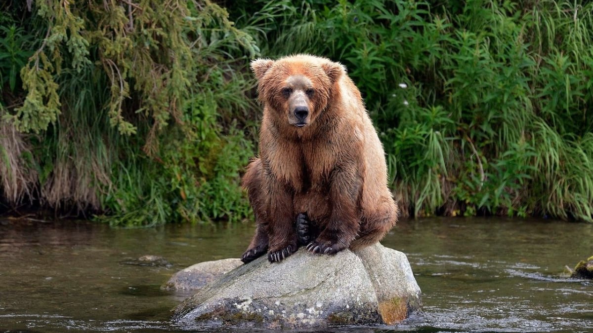 Když se medvědům nedaří rybolov - Obrázek 5