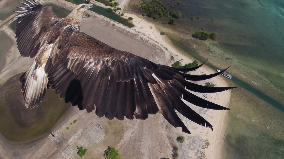 Orel nafocený z drona