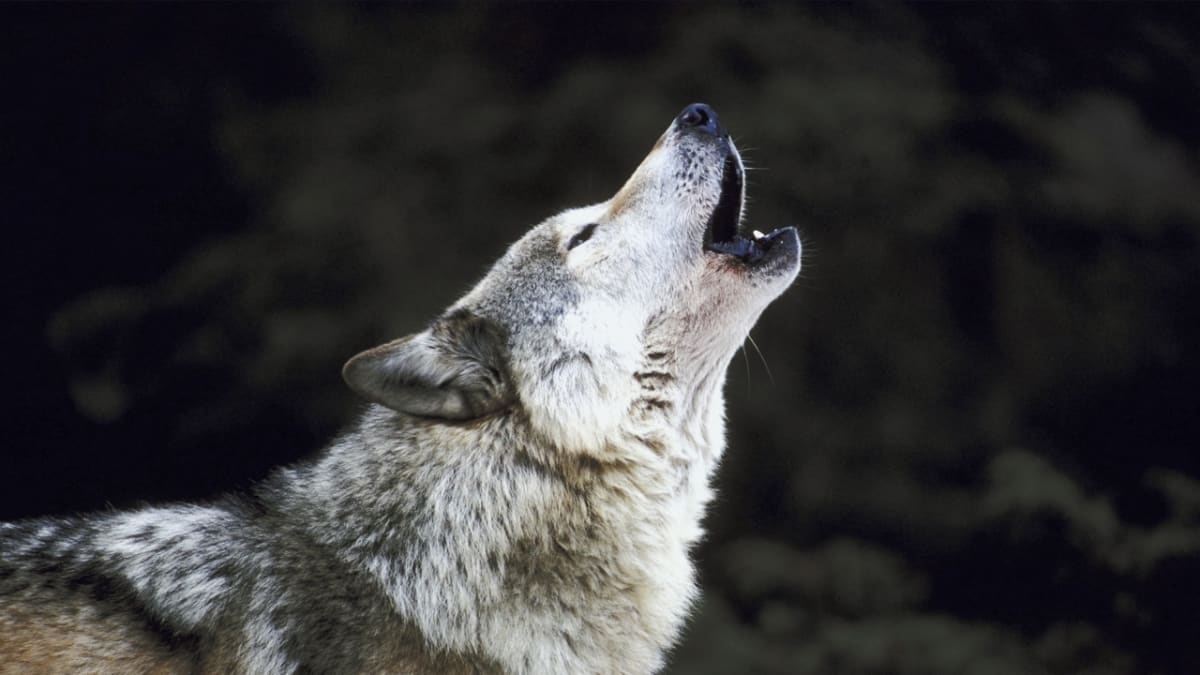 Vyjící vlk o sobě dává vědět na kilometry daleko