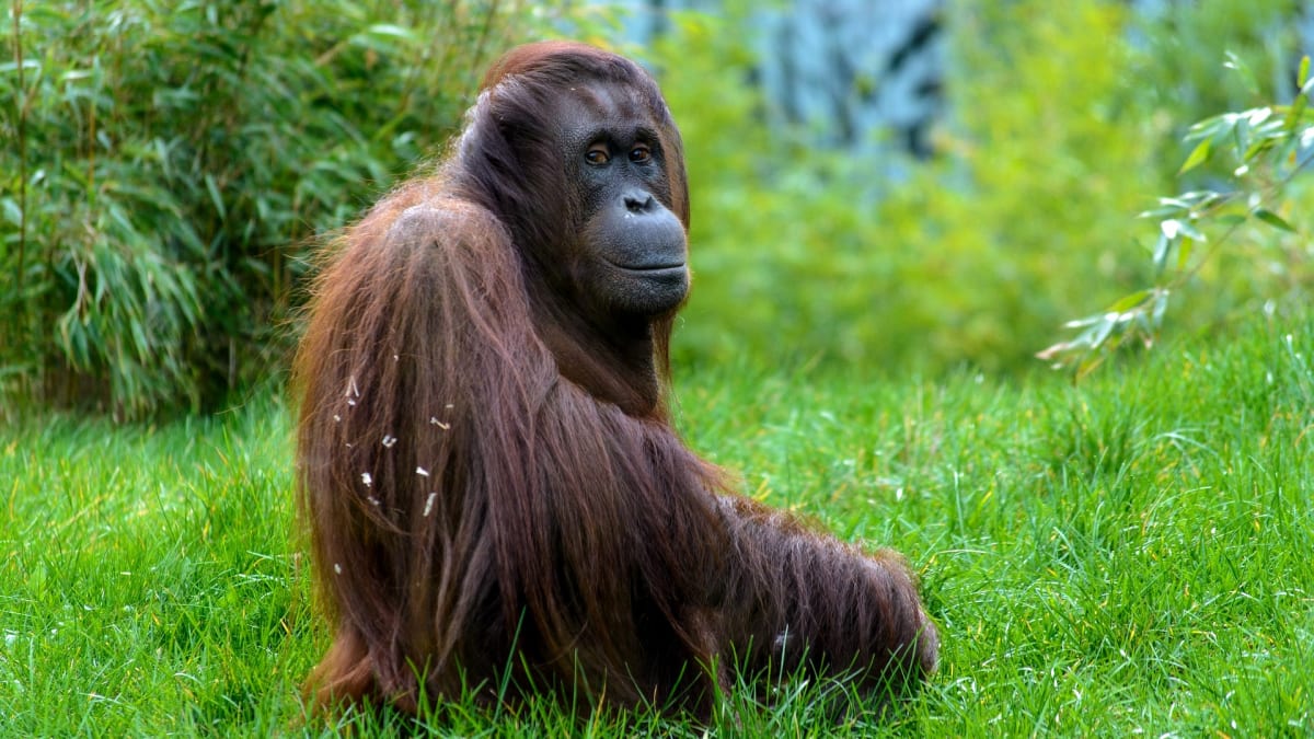 Rodina orangutanů se rozrostla