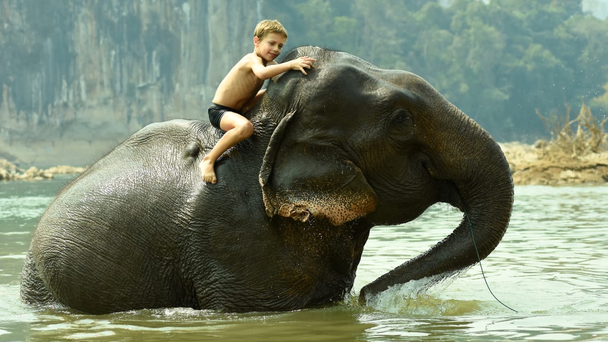 Slon indický pří koupeli, kterou si vyloženě užívá