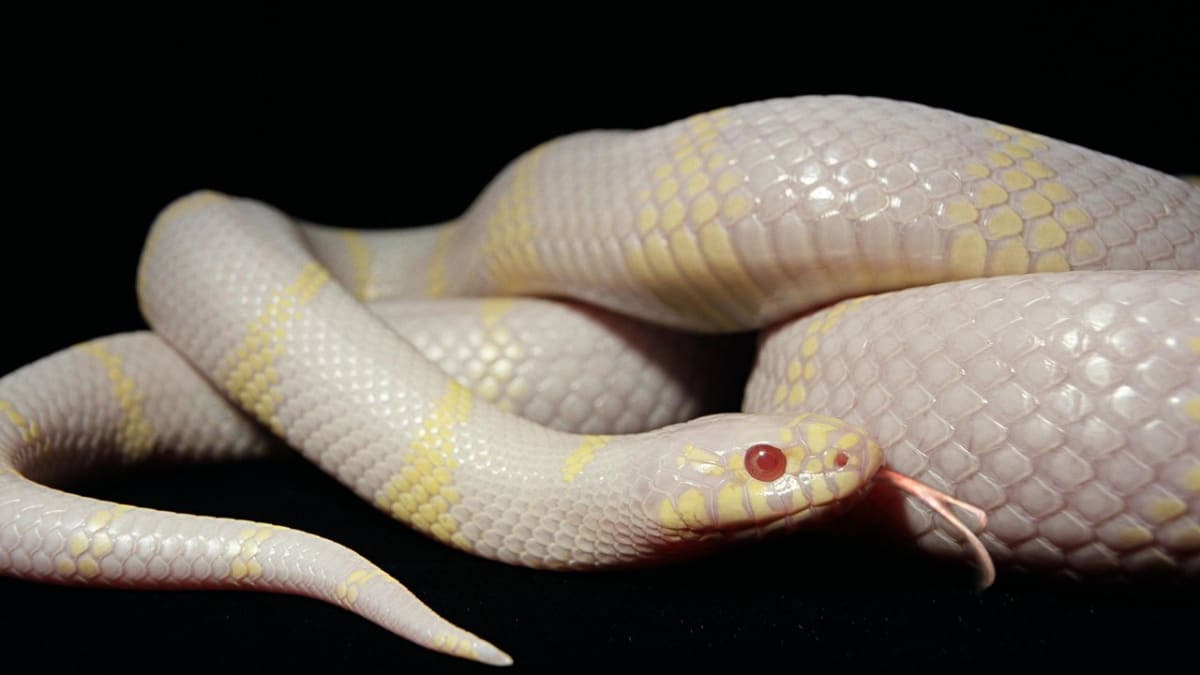 Bílý had