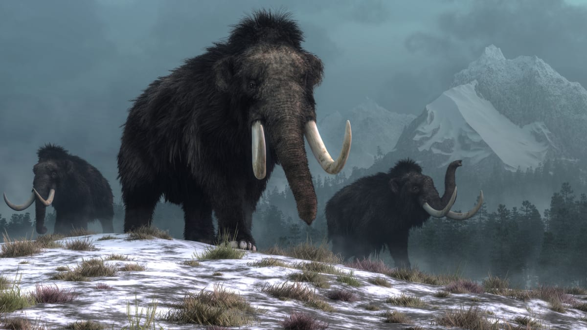 Pro nás je mamut spojený s druhem mamuta srstnatého